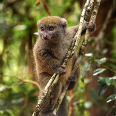 Eastern lesser Bamboo lemur - Hapalemur griseus - holding to a thin tree, closeup detail to furry face looking to side, natural habitat photo © Lubo Ivanko