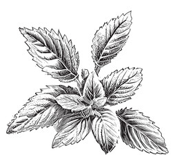 Mint leaves sketch hand drawn engraved style Vector illustration