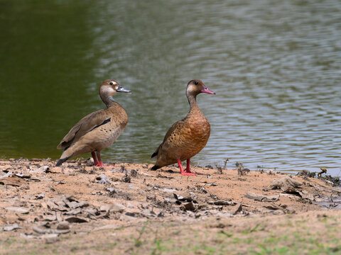 Male and Female Brazilian Teal standing at the pond
