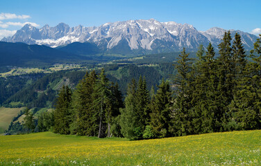 hiking trail overlooking an scenic alpine spring landscape with vast blooming yellow alpine meadows...