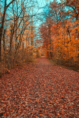 couleurs de la forêt en automne