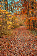 couleurs de la forêt en automne