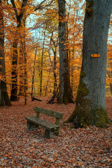 Fototapeta na wymiar couleurs de la forêt en automne