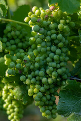 Organic green grape growing in the vineyard. Grapes green taste sweet growing natural. Green grape on the vine in garden