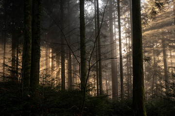 Fototapeta na wymiar Sonnenstrahlen brechen durch den Nebel und die Bäume im Wald am Morgen