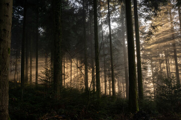 Sonnenstrahlen brechen durch den Nebel und die Bäume im Wald am Morgen