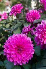 Close-up on a pink decorative Dahlia Garden