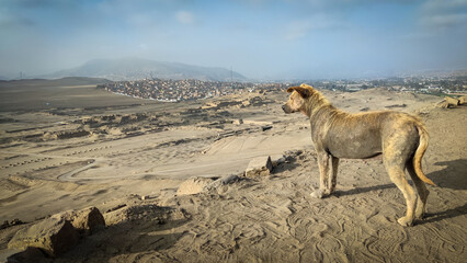 lioness in the savannah © matusyd