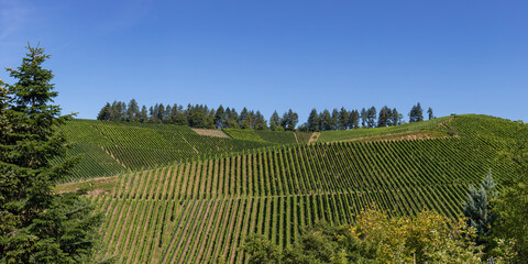 View of beautiful vineyards with blue sky in in Durbach, Germany, black forest area, near...