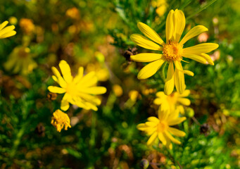 yellow flowers in the garden