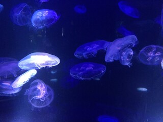 jelly fish in the aquarium