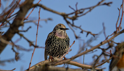 Starling bird