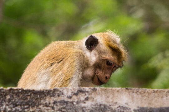 Weissbartlangur