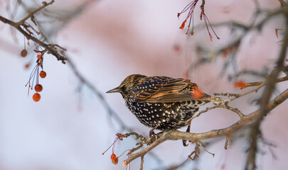 Starling bird
