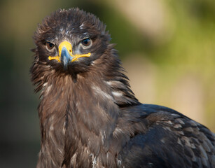 Close up of Golden Eagle head on the black background