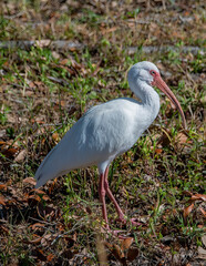 Ibis wetland bird