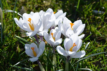 white, flower, crocus, biały kwiat, kwiecisty, łąka, szafran