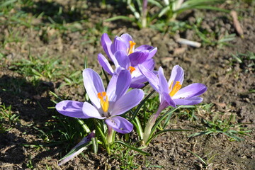 Flower, Crocus, Safran, nature, krokus, szafran