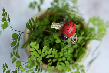 fern venus hair in a pot on a light background with a wooden ladybug decoration