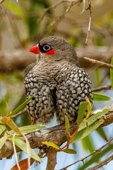 Red-eared Firetail in Western Australia