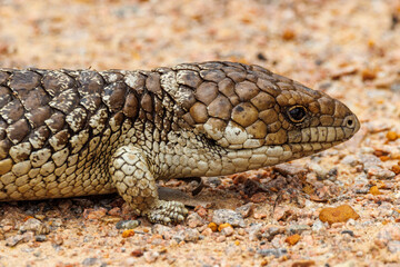 Shingle-backed Lizard in Western Australia
