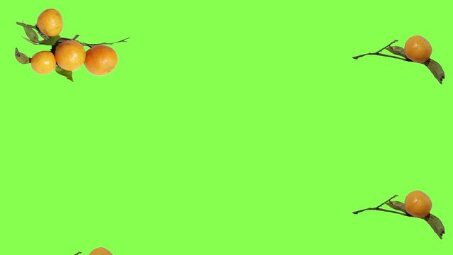 Falling tangerines, winter fruits. Chroma key stock footage. Decor animation. Animated frame border background. Template backdrop loop. Video 4K modern new