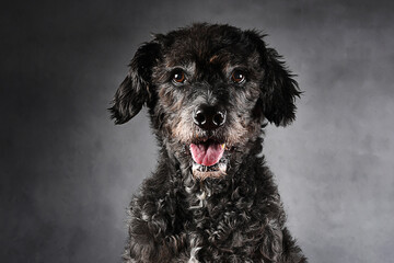 Closeup of a black dog, sitting, with mouth open
