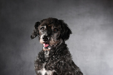 Closeup of a black dog, sitting, with mouth open
