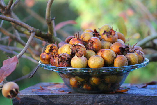 Mespilus germanica