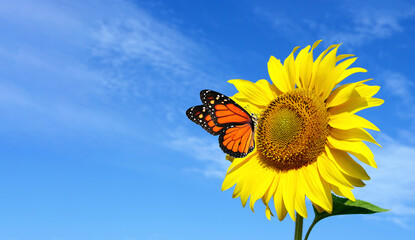 sunflower and butterfly. colorful monarch butterfly on a sunflower on a background of blue sky with...