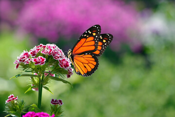 Naklejka na ściany i meble bright orange monarch butterfly on carnation flowers in the garden