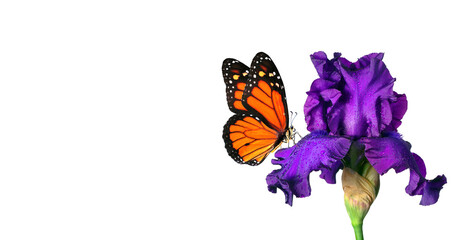 bright orange monarch butterfly on purple iris flower in water drops isolated on white. copy space