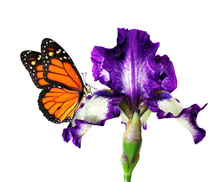 bright monarch butterfly on purple iris flower in water drops isolated on white. - Powered by Adobe