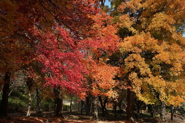 公園の紅葉