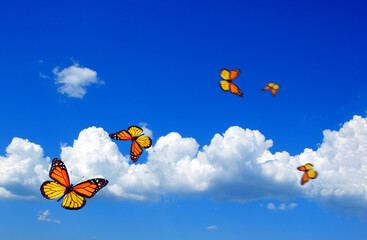 bright butterflies flying in the blue sky with clouds. flying orange butterflies. colorful monarch...