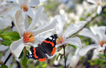 bright butterfly admiral on white magnolia flowers in the garden. blooming magnolia and butterfly
