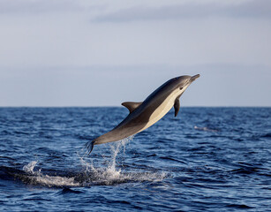 dolphin jumping out of water