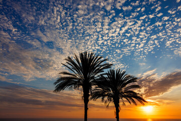Fototapeta na wymiar palm tree sunset, palm tree silhouette, palm trees at sunset