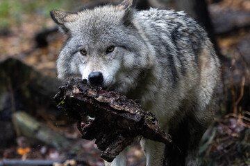 Fototapeta premium The wolf also known as the gray wolf or grey wolves are large canines. This large adult wolf is carrying a piece of kill away from the other pack members.