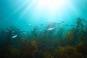 Sunlight underwater with bogue fish and algae in the ocean, Eastern Atlantic, Spain, Galicia