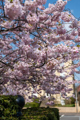 Branch of cherry blossom tree with beautiful pink flowers on a sunny spring day