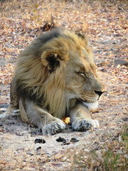 Obraz premium León africano.