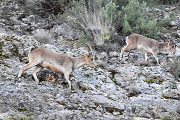 white deer