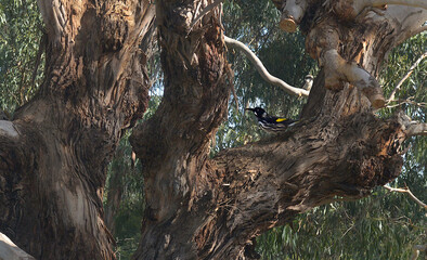 Honeyeater rest on the boughs of a huge gumtree at Wilson Promontory