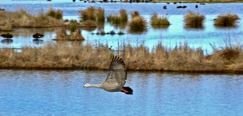 Birdlife on the wetlands in Phillip Island Vic