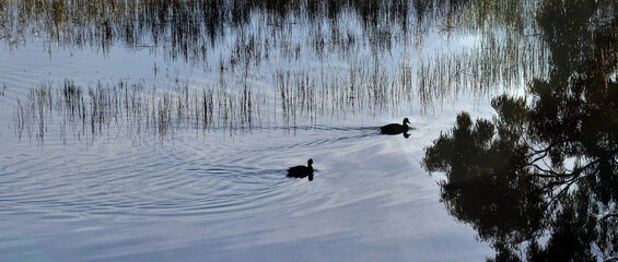 Birdlife on the wetlands in Phillip Island Victoria, Cape Barren Geese, Black Swans and various...