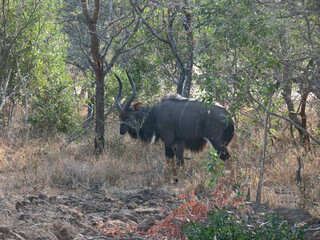 Antílope africano.