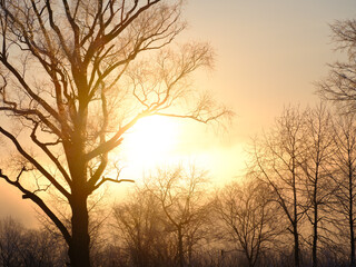 冬の朝日と枯れ木