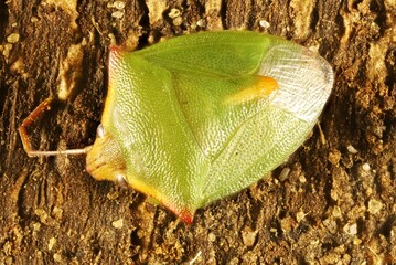 Super-macro dorsal view of Green Shield Bug (Cuspicona obesula), South Australia