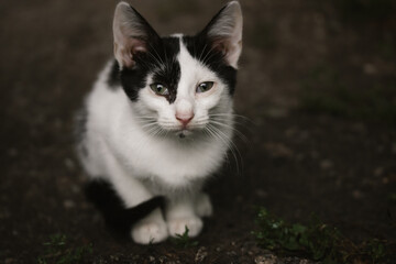 A poor lonely abandoned sad kitten sits on the ground and looks straight ahead. An unfortunate stray animal. A black and white baby cat. Feline animal theme. Helping homeless animals. Animal Shelter.
